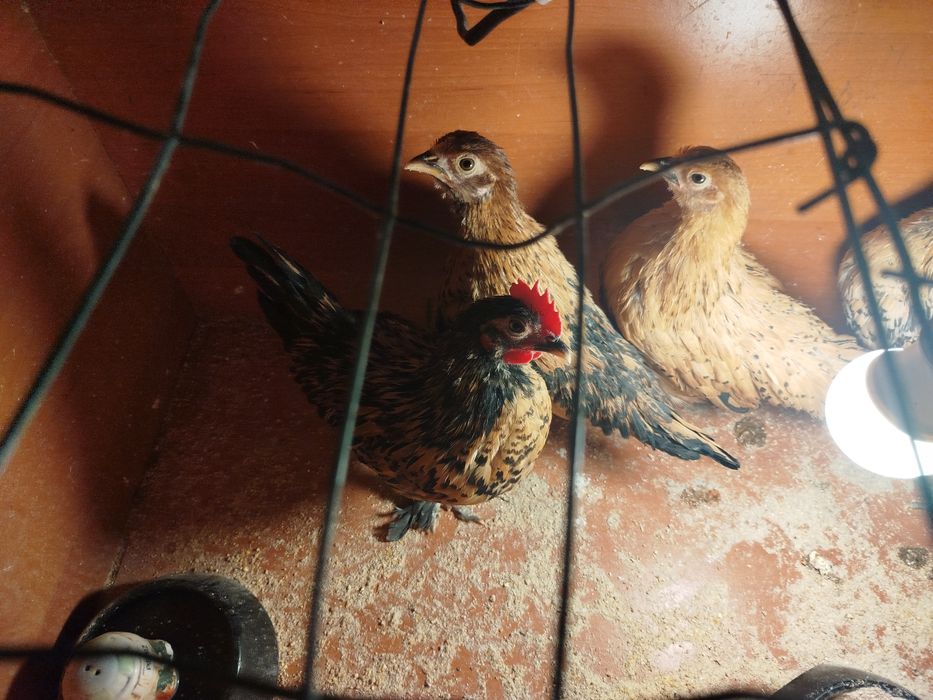 Witam serdecznie zamienię kogutka na kogutka łapciatego