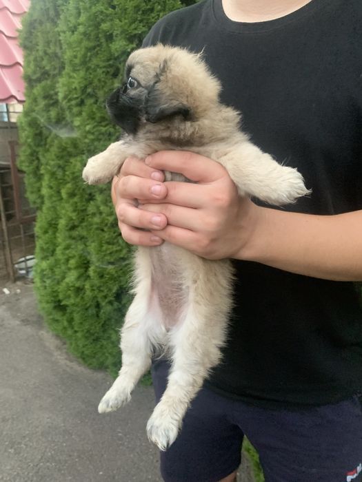 Продам цуценят Пекінесиків