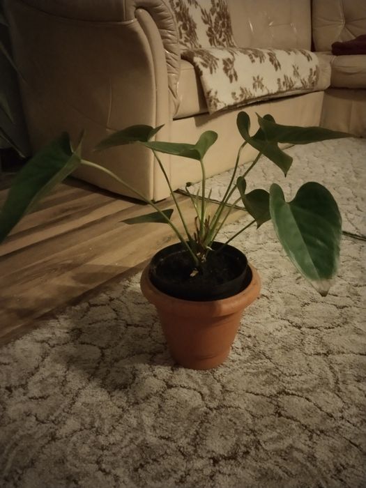 Kwiaty doniczkowe zadbane