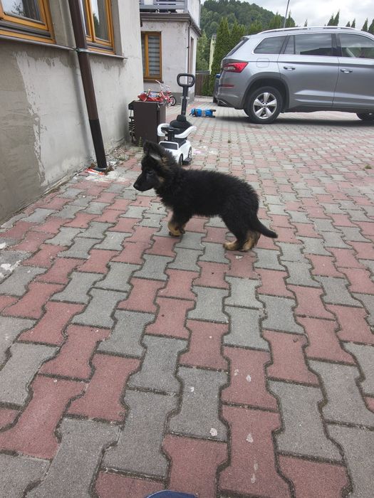 Szczeniak owczarek niemiecki długowłosy gotowy do odbioru