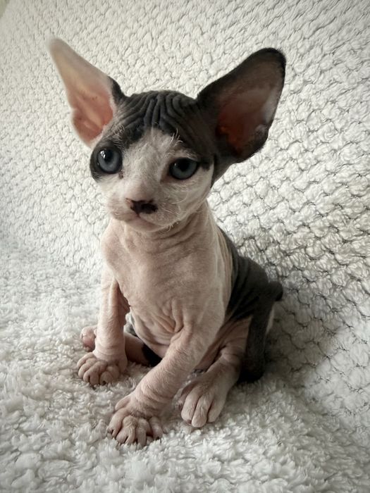BARON - dostojny, uroczy kocurek  DevonRex