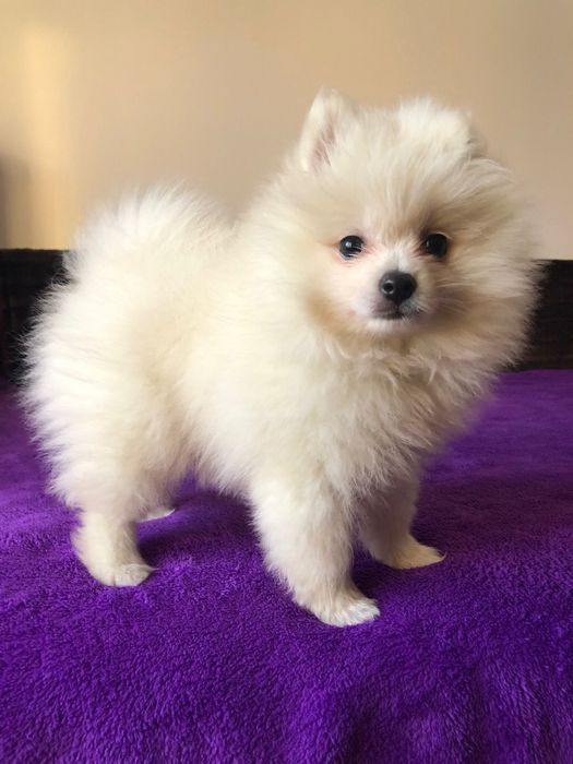 Macho Spitz Alemão Anão