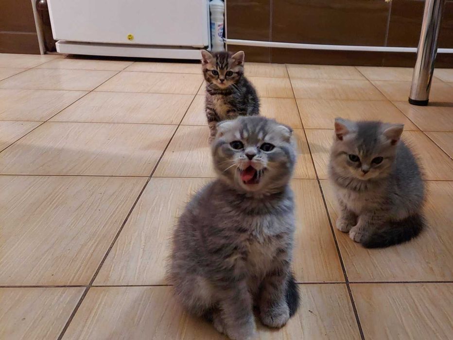 Кіт шотландський для в'язки.