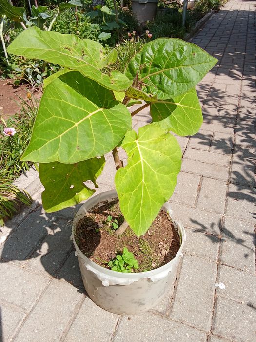 Planta  tomarilo