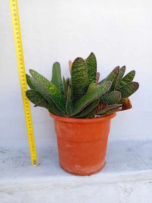 Plantas variadas