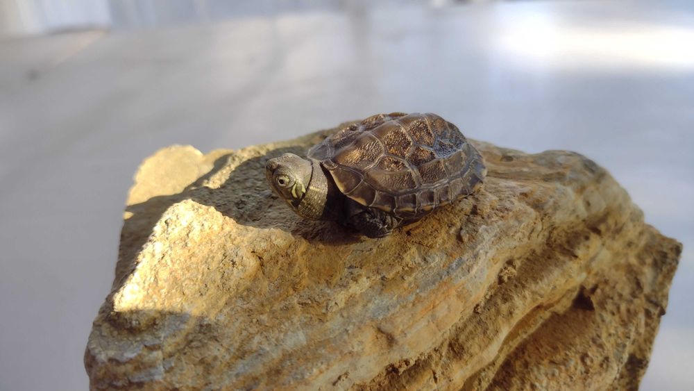 Żółwie chińskie wodno-lądowe