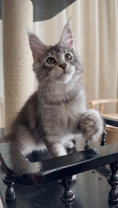 Кошенята мейн кун хлопчики і дівчатка