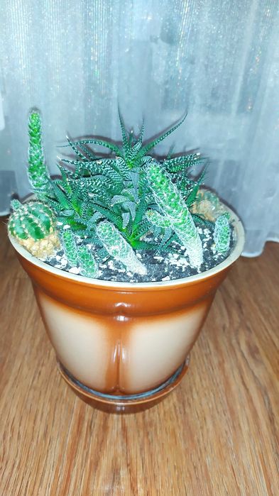 Кактуси сокуленти