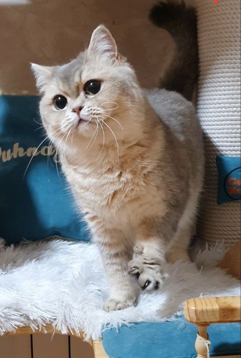 безкоштовно на умовах