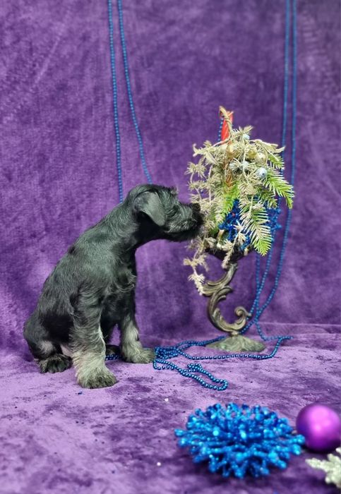 Цуценята цвергшнауцера