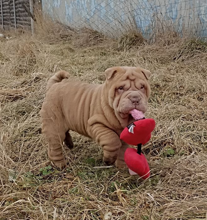 Puppy  щенок Шарпей мальчик