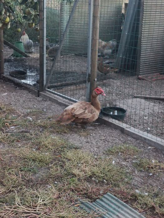 Patos Mudos Adultos