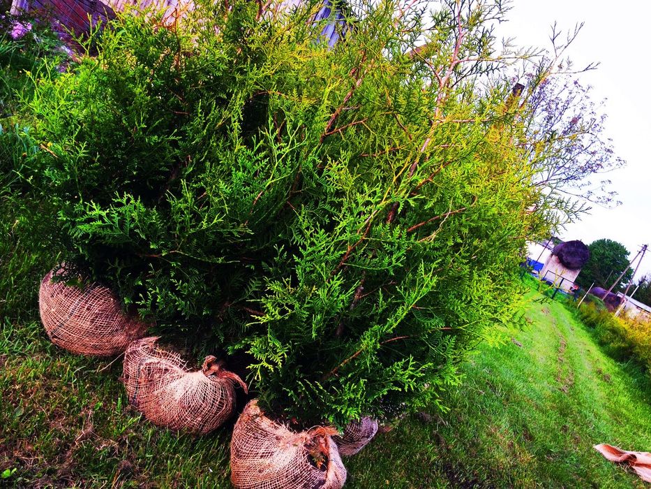 WIOSENNA PROMOCJA !! Tuja Tuje Brabant 160-170 cm Sadzenie
