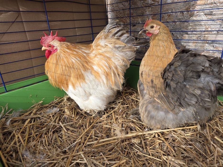 Karzełek kochin i karzełek łapciaty