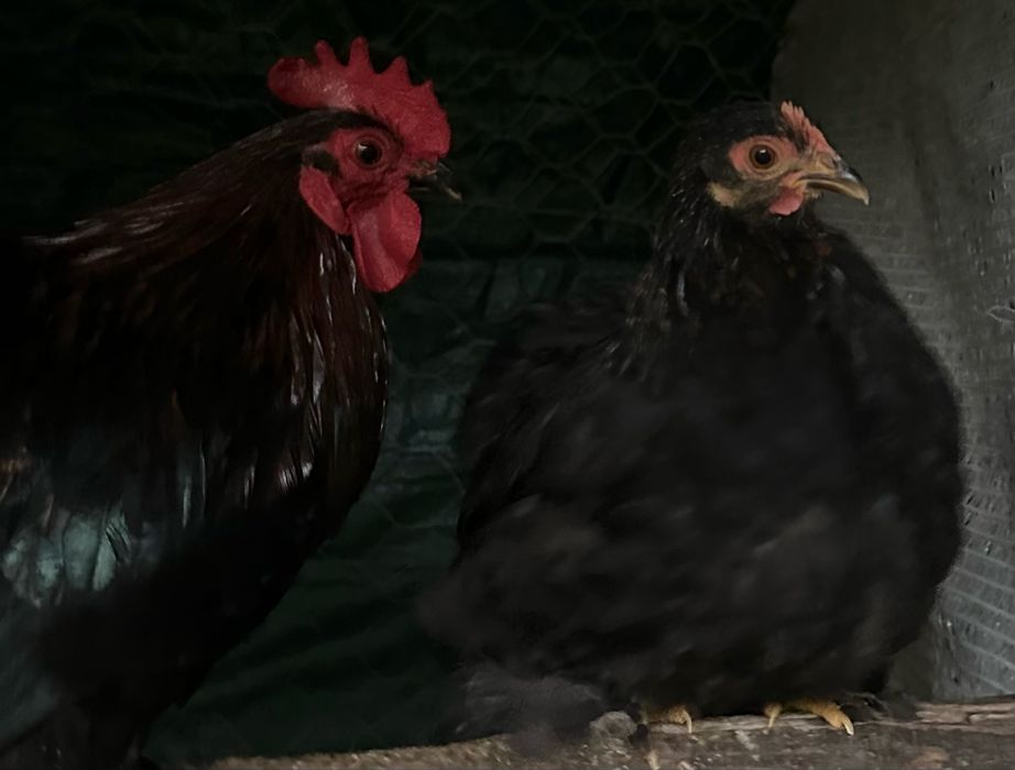 Vendo casal de pekins novos