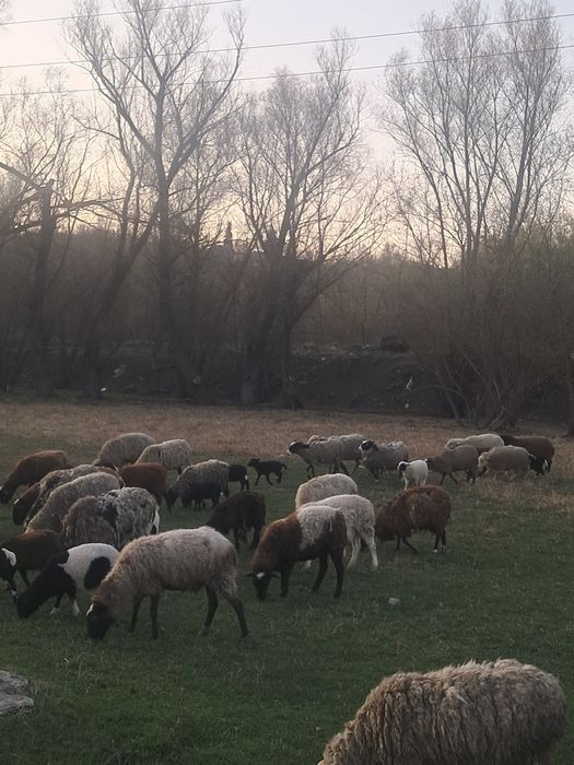 Вівці, барани,ягнята  крос дорпер