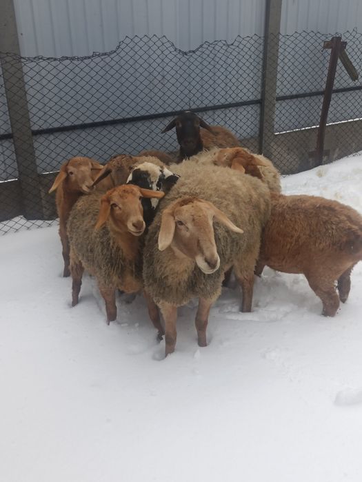 Ягниці курдючної породи (Гісари) вівці молоді.