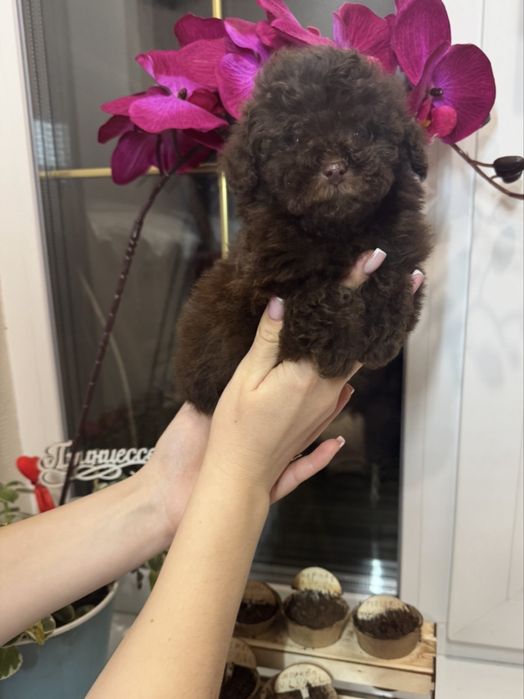 Той пудель девочка