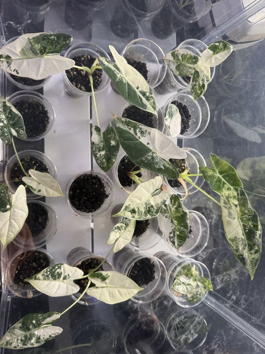 Alokazaj frydek variegata