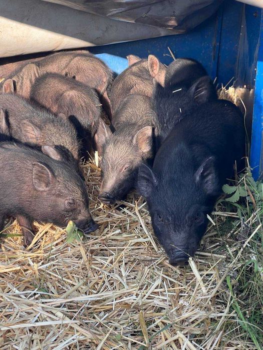 В'єтнамські поросята