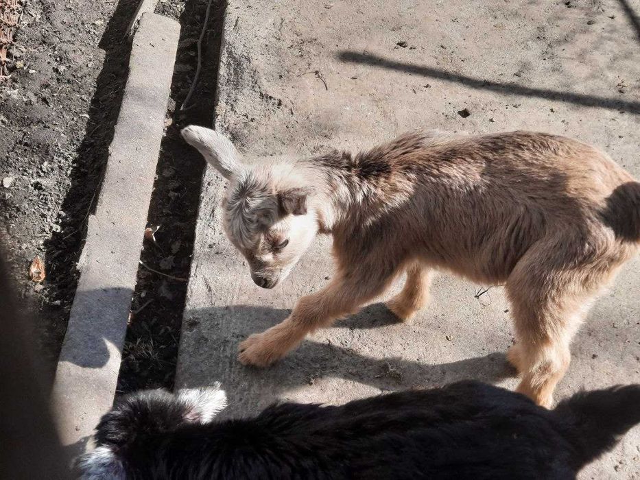 Продаються козенята