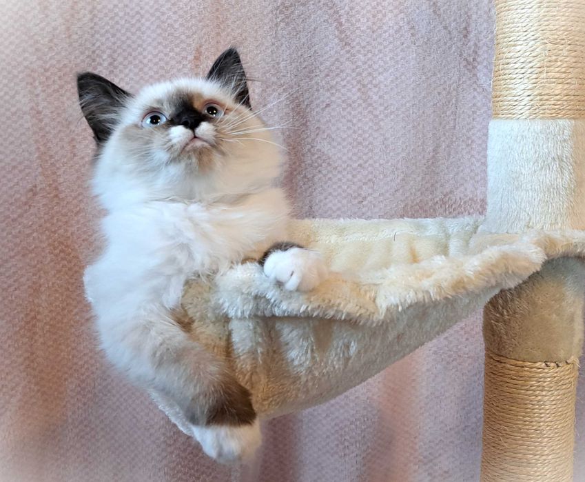 Kocurek Neva Masquerade – czarna obróżka, Nero