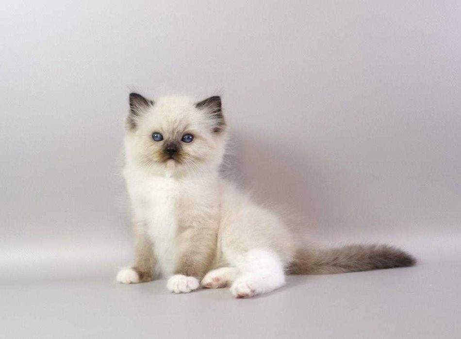 Самий ласкавий  хлопчик\\РЭГДОЛЛ/Ragdoll//