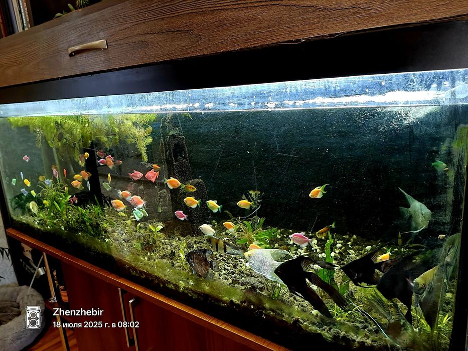 Акваріум  500 літрів та причандали..