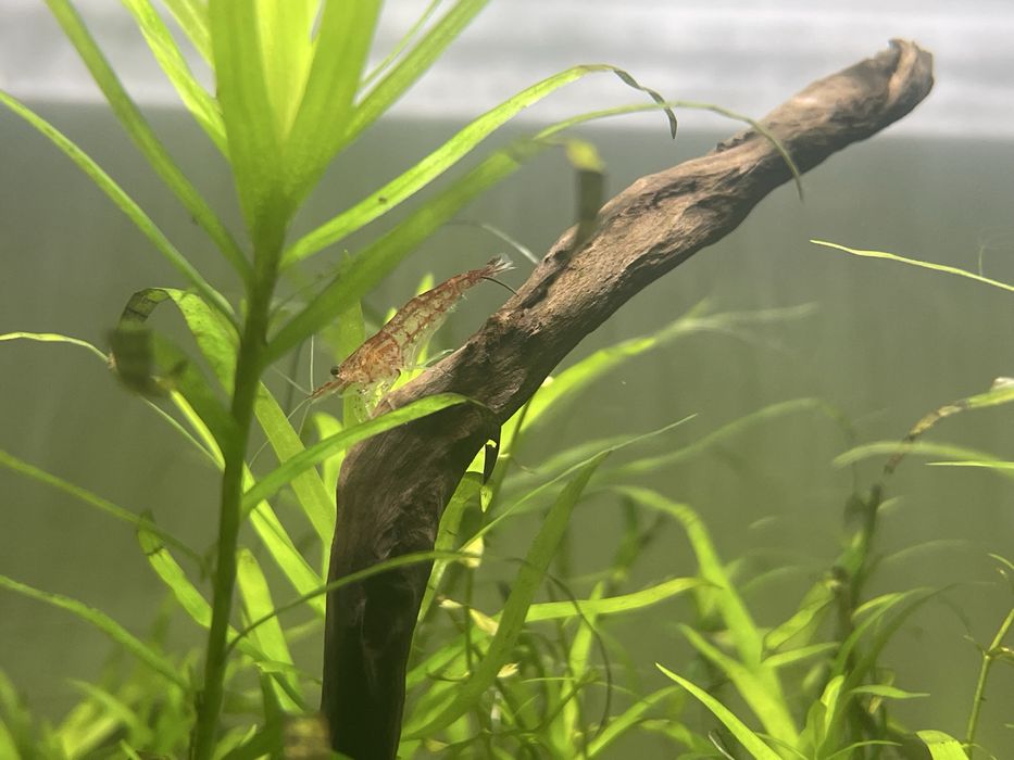 krewetki red cherry
