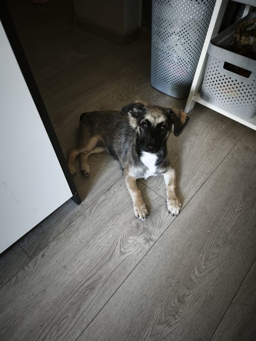 Oddam szczeniaka w dobre ręce