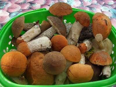 Мікс Грибний з Верховни