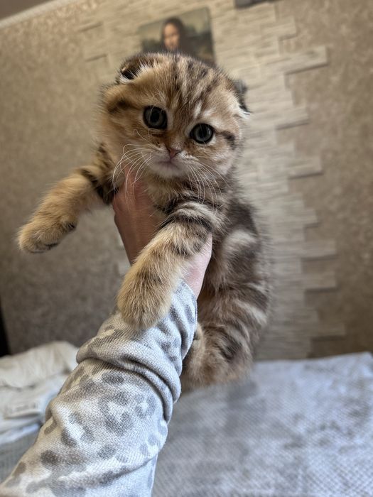 Шотландські кошенята