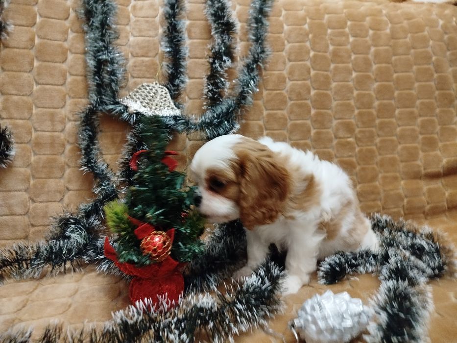 Дівчинка Кавалер Кінг Чарльз Спаніеля очікує на нову родину