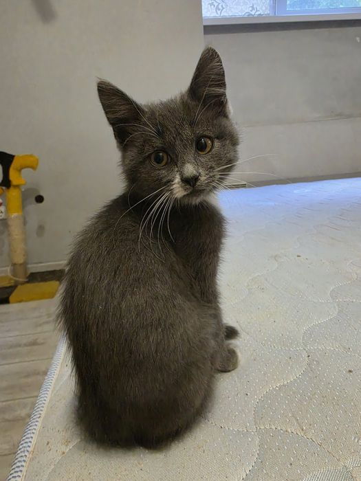 Котик красунчик в люблячі обійми
