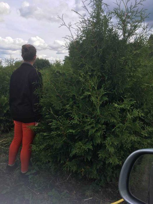 Tuja brabant do 350cm  bardzo gęsta