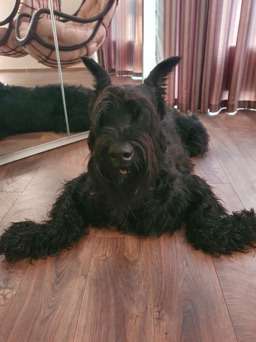 Кобель ризеншнауцер на вязку