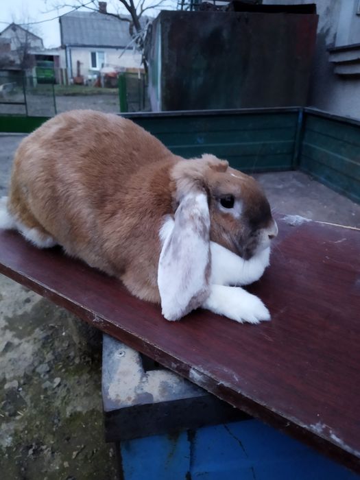 Кролі породи Французький Баран