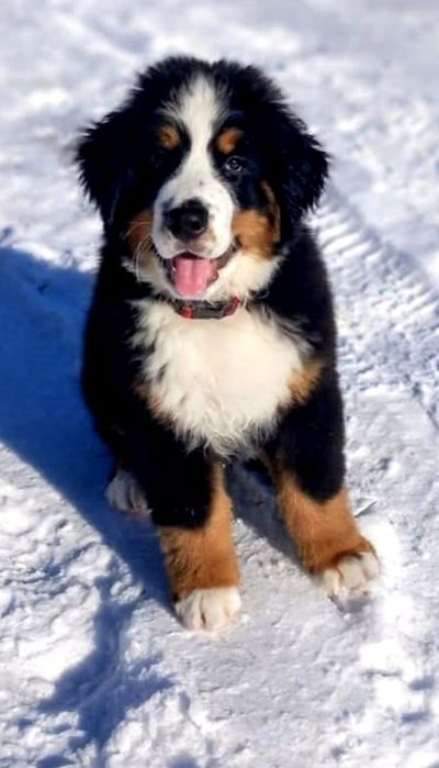 Piesek z rodowodem. Berneński pies pasterski.