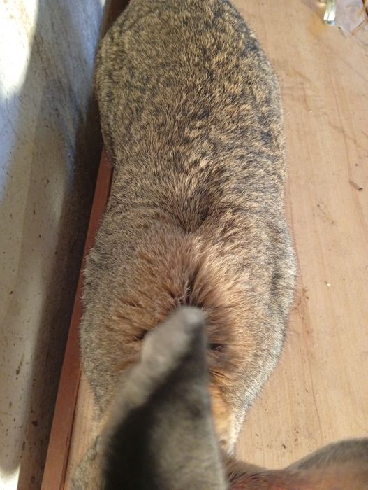 Sprzedam samca Belga