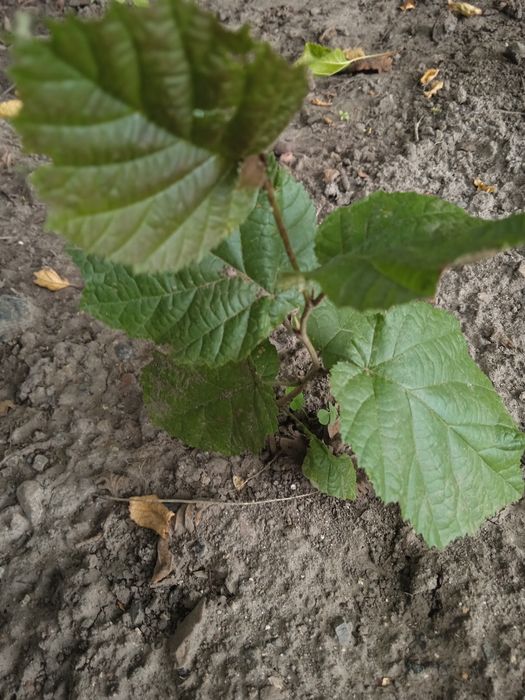 Фундук краснолистный,большие саженцы