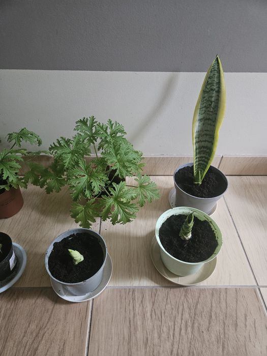 Kwiaty doniczkowe anginka/ geranium, sansevieria