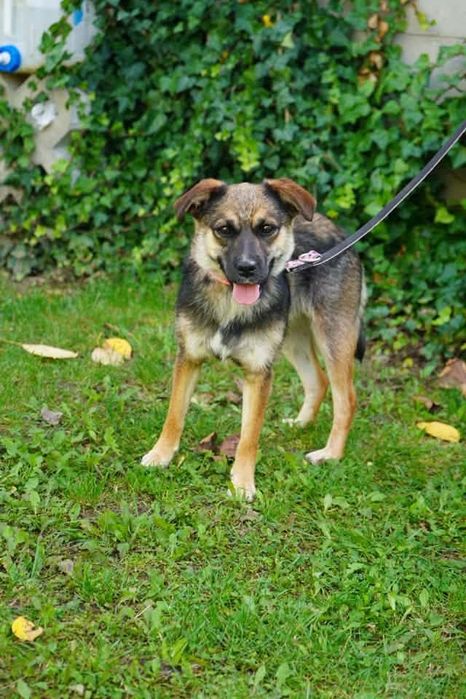 Suczka do adopcji