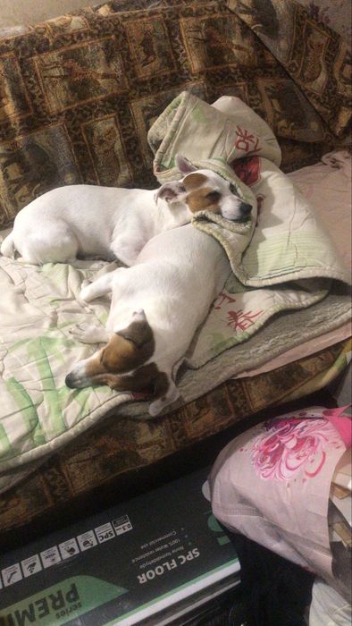 Джек Рассел безкоштовно