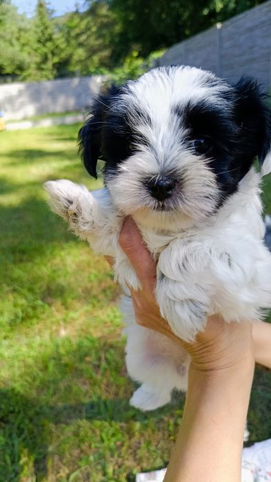 Yorkshire terrier suczka Biewer gotowa do odbioru !