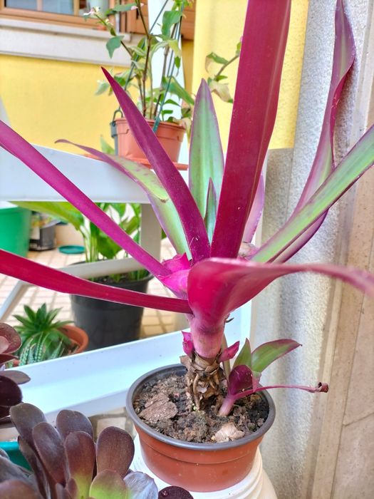 Plantas de exterior