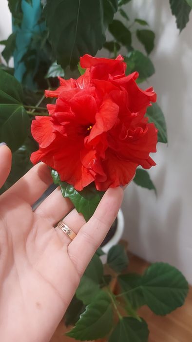 Китайська роза велика