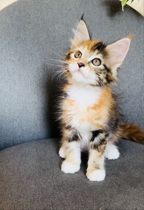 Мейн Кун. Є вибір кошенят