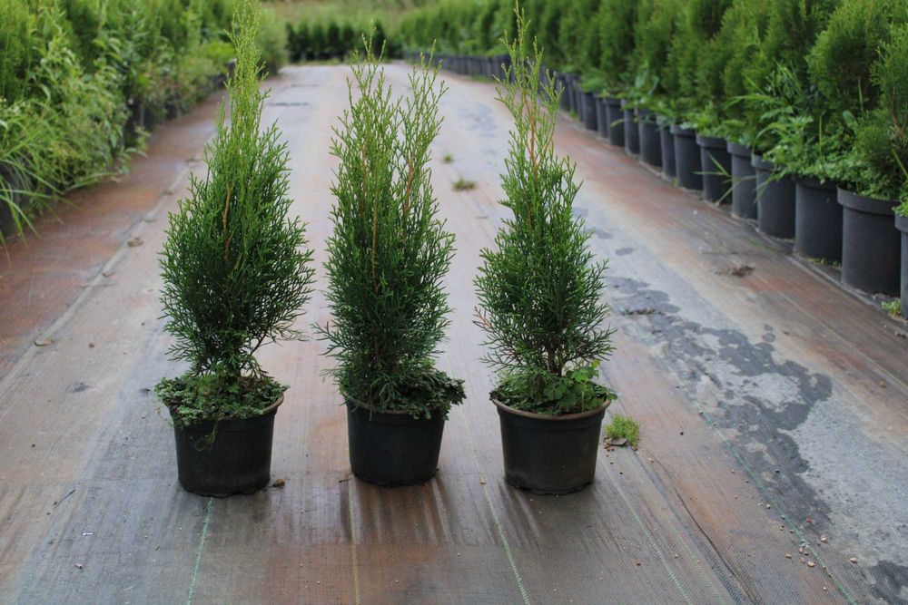 Tuja szmaragd HURT!!! 40cm-60cm