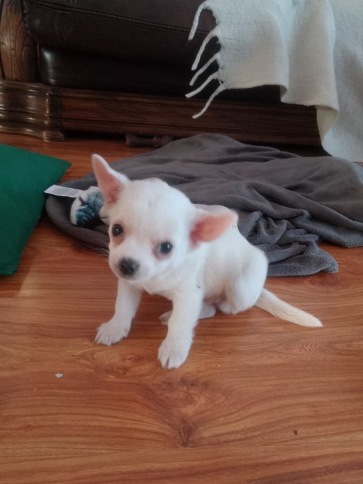 Chihuahua Biały Piesek