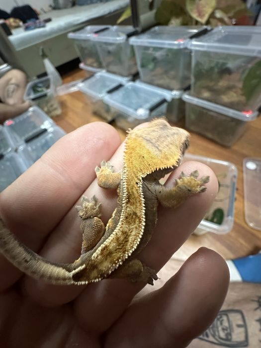 Gekon Orzęsiony PROMOCJA!